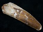 Well Preserved Long Spinosaurus Tooth #7085-1